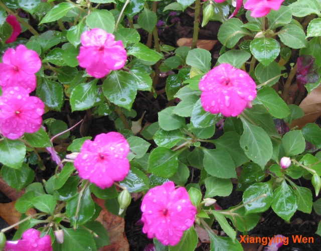 گل حنا (امپیشن)